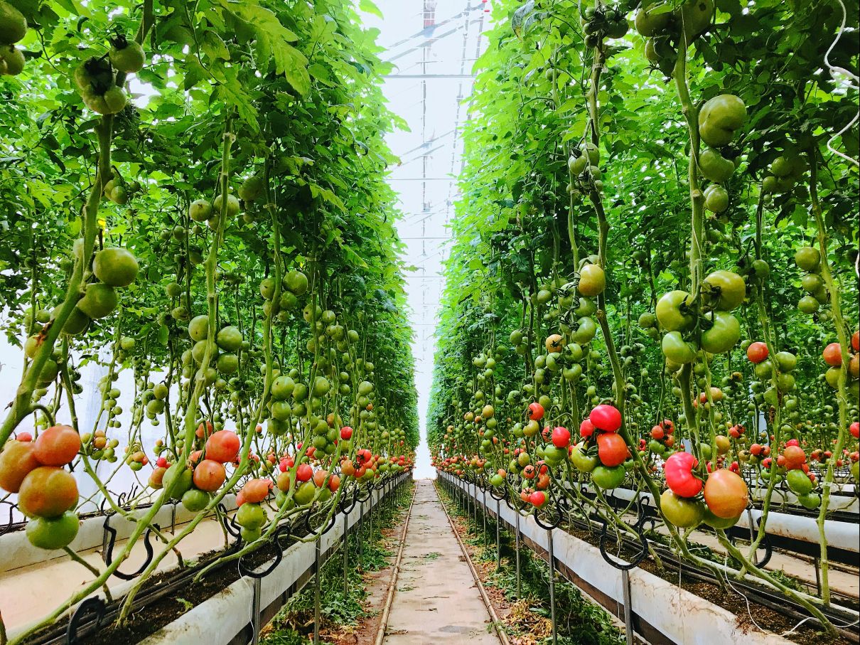 みつヴィレッジのトマト 